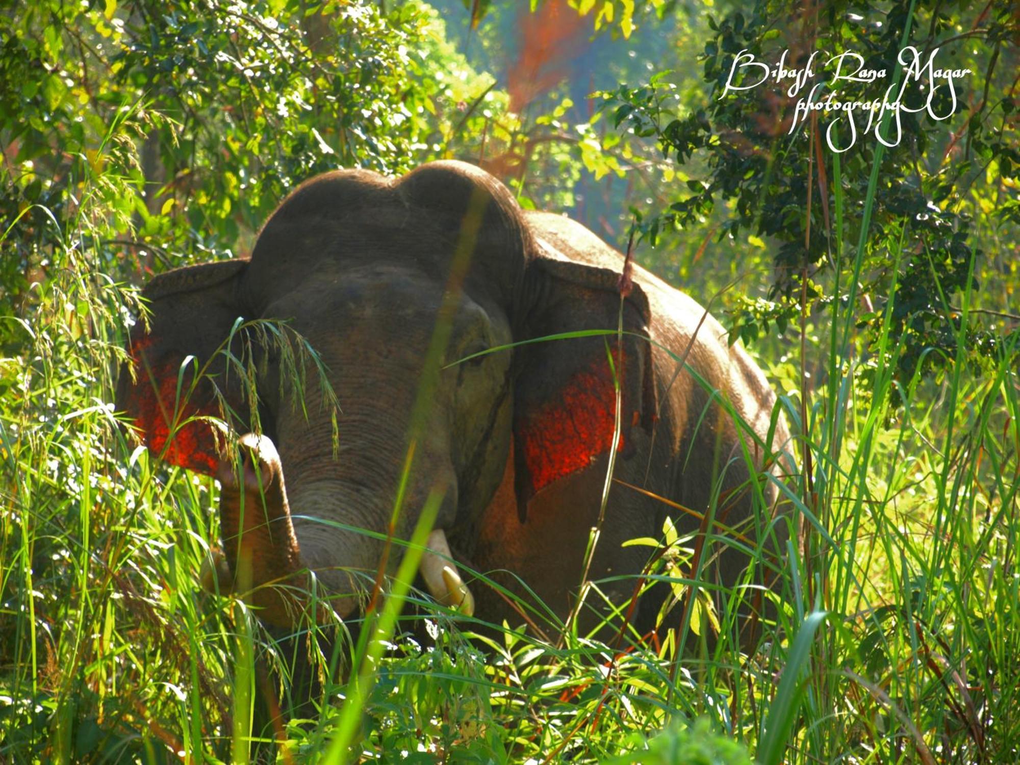 Mr. B'S Place Bardiya Dış mekan fotoğraf